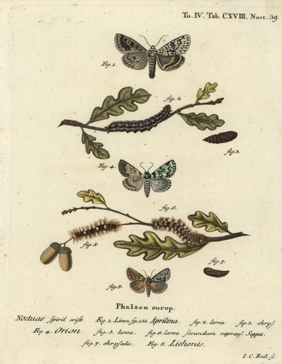 Merveille du jour, Dichonia aprilina 1-4, Seltene Merveille du jour, Moma alpium 5-7, und Marmorierte Grüne, Cryphia muralis 8. Handkolorierter Kupferstich von Johann Carl Bock nach Eugenius Johann Christoph Espers Die Schmetterlinge in Abbildungen nach von Johann Carl Bock
