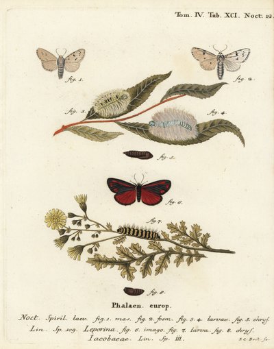 Müller-Motte, Acronicta leporina 1-5, und Zinnober-Motte, Tyria jacobaeae 6-8. Handkolorierter Kupferstich von Johann Carl Bock nach Eugenius Johann Christoph Espers Die Schmetterlinge in Abbildungen nach der Natur, Erlangen von Johann Carl Bock