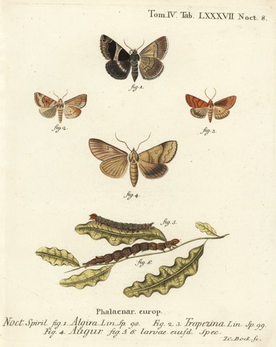 Passagiermotte, Dysgonia Algira, Dun-Bar, Cosmia Trapezina, Doppel-Dart oder Wahrsager, Graphiphora Augur, Larven von Johann Carl Bock