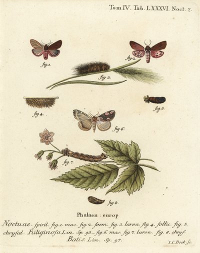 Rubin-Tiger-Motte, Phragmatobia fuliginosa 1-5, und Pfirsichblüten-Motte, Thyatira batis 6-8. Handkolorierter Kupferstich von Johann Carl Bock nach Eugenius Johann Christoph Espers Die Schmetterlinge in Abbildungen nach der Natur, Erlangen von Johann Carl Bock