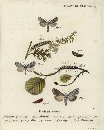 Wermutmotte, Cucullia absinthii, Erlenmotte, Acronicta alni und Cucullia tanaceti. Handkolorierter Kupferstich von Johann Carl Bock nach Eugenius Johann Christoph Espers Die Schmetterlinge in Abbildungen nach der Natur, Erlangen von Johann Carl Bock