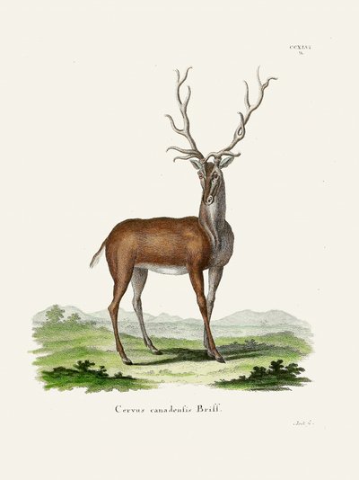 Elch von Johann Christian Daniel Von Schreber