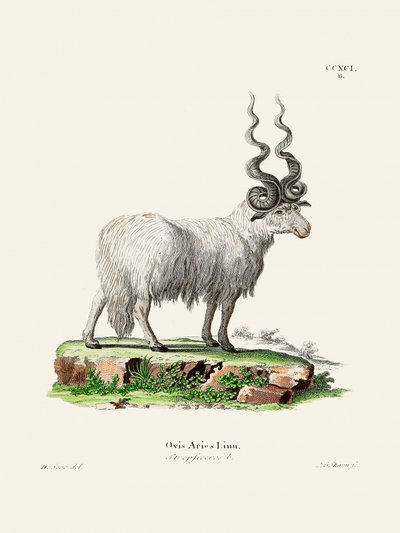 Ovis Aries von Johann Christian Daniel Von Schreber