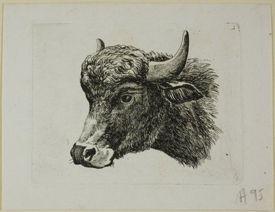 Büffelkopf nach links, aus Die Zweite Thierfolge von Johann Christian Reinhart