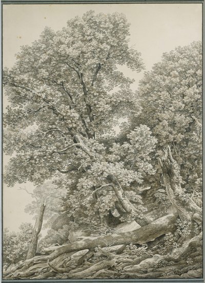 Große Baumstudie von Johann Christian Reinhart