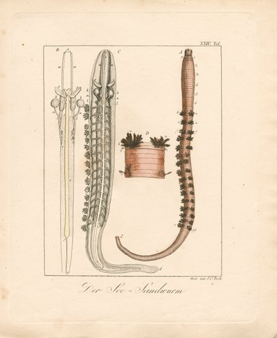 Der Seeringelwurm von Johann Christoph Bock