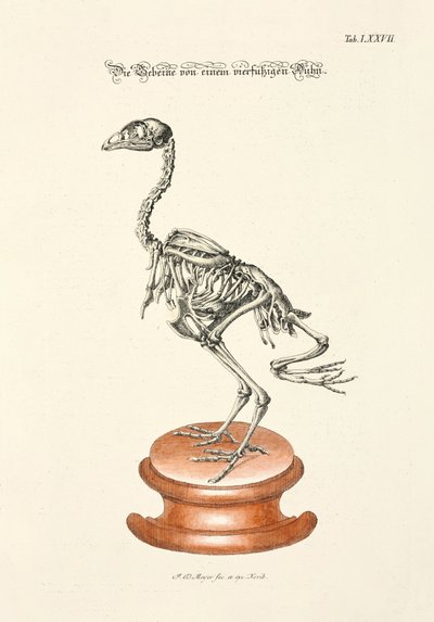 Knochen eines vierfüßigen Huhns von Johann Daniel Meyer