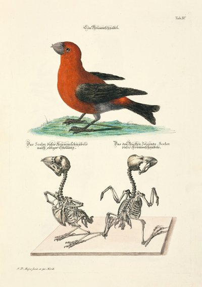 Kreuzschnabel mit Skeletten von Johann Daniel Meyer