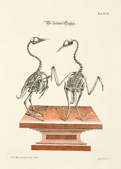 Skelett des Tauchers von Johann Daniel Meyer