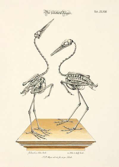 Die skelettierten Reiher von Johann Daniel Meyer