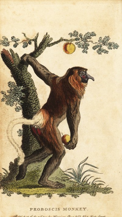 Nasenaffe, Nasalis larvatus. Gefährdet von Johann Eberhard Ihle