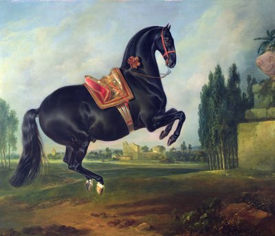 Ein schwarzes Pferd führt die Courbette aus von Johann Georg Hamilton