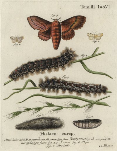 Muslin-Footman- und Eichen-Eggar-Motten. von Johann Georg Klinger