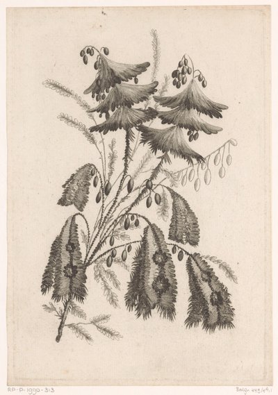 Parasolartige Blumen (Serie: Recueil De Nouvelles Fleurs De Goût; Pour la Manufacture des Etoffes de Perse) von Johann Heinrich  Hess