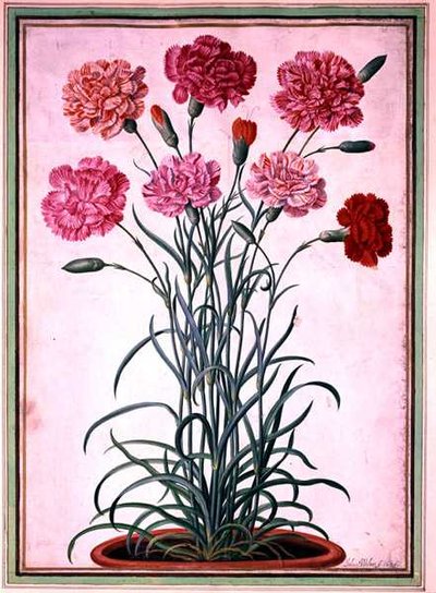 Nelken, die aus einem Topf wachsen, Tafel 25 aus dem Nassau Florilegium von Johann Jakob Walther