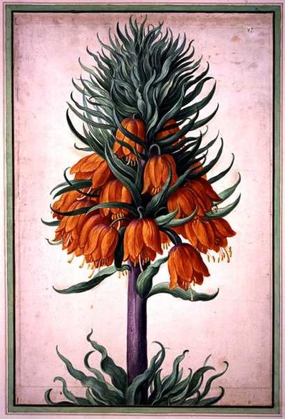 Fritillaria imperialis (Kaiserkrone), Tafel 25 aus dem Nassau Florilegium von Johann Jakob Walther