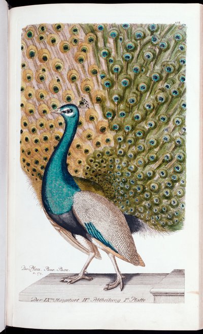 Ein männlicher Pfau in voller Pracht, 1763 von Johann Leonhard Frisch