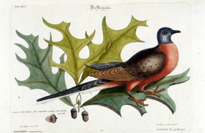 Wandertaube, jetzt ausgestorben. Zoo, Seligman 1749 von Johann Michael Seligmann