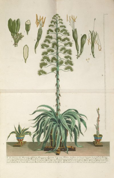 Gravierte und Mezzotint-Platte von Aloe Americana folio Mucronato von Johann Wilhelm Weinmann