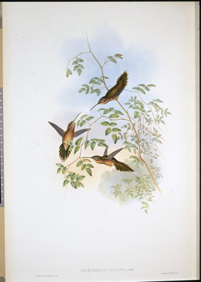 Adolphs Einsiedler (Phaethornis Adolphi) von John (after) Gould