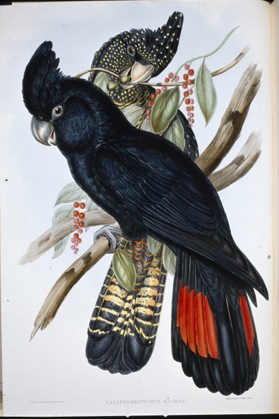 Banks-Kakadu von John (after) Gould