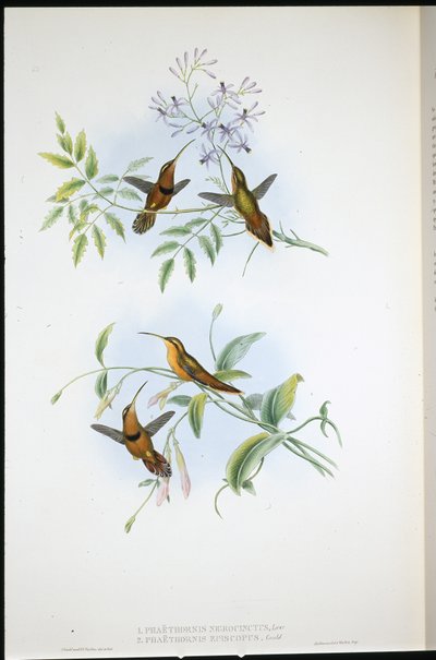 Gürtel-Einsiedler (Phaethornis Nigrocinctus) und Bischofseinsiedler (Phaethornis Episcopus) von John (after) Gould
