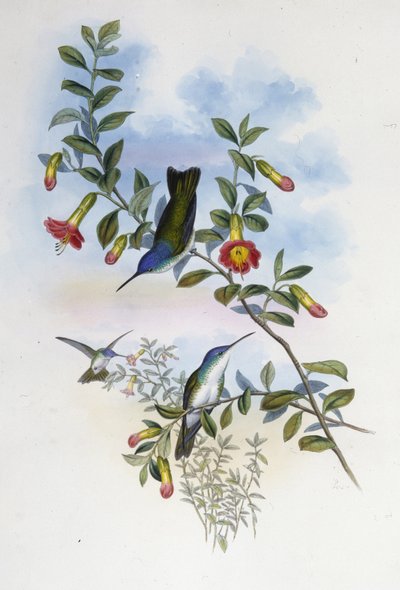 Blaukehliger Azurkrone (Cyanomyia Cyanocollis) von John (after) Gould