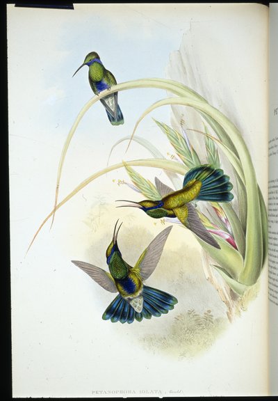 Bolivianischer Veilchenohr von John (after) Gould