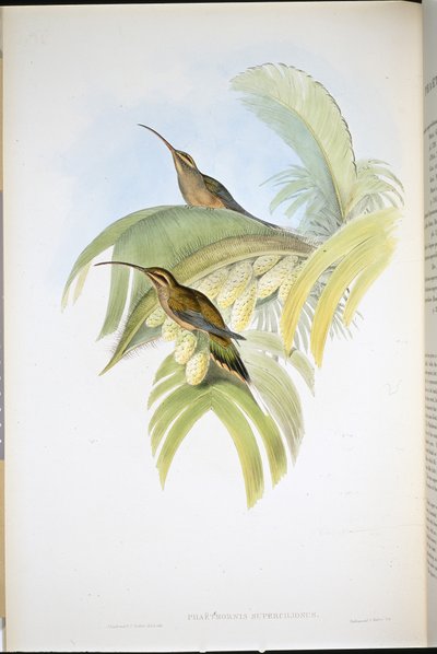 Cayenne-Einsiedler (Phaethornis Superciliosus) von John (after) Gould