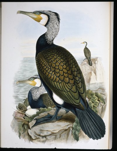 Kormoran (Phalacrocorax Carbo) von John (after) Gould