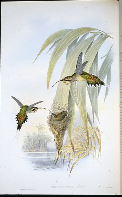 Eurynome-Einsiedler von John (after) Gould