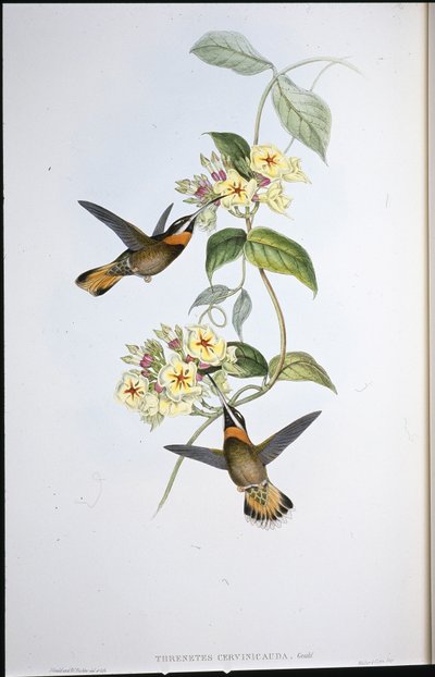 Fahlgeschwänzter Bartkehl-Kolibri (Threnetes Cervinicauda) von John (after) Gould