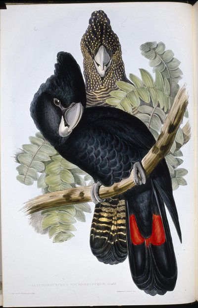 Großschnabel-Schwarz-Kakadu (Calyptorhynchus Macrorhynchus) von John (after) Gould