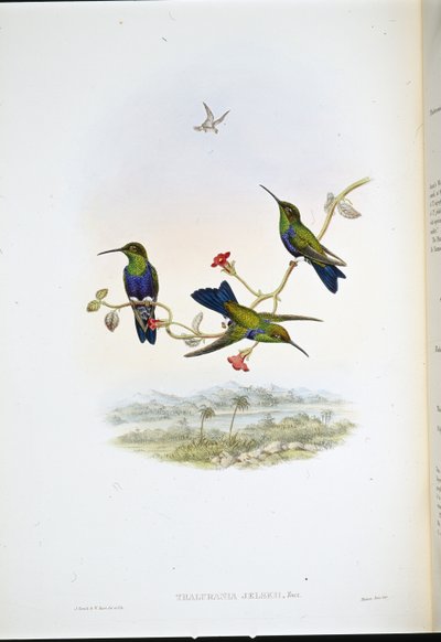 Jelskis Waldnymphe von John (after) Gould