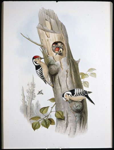 Kleinspecht von John (after) Gould