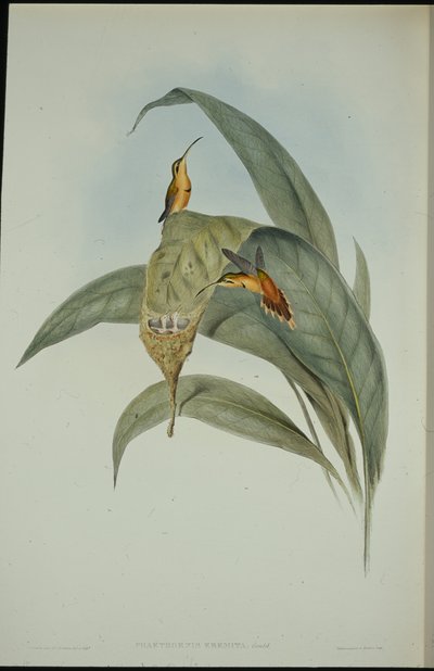 Kleiner Hermelin von John (after) Gould