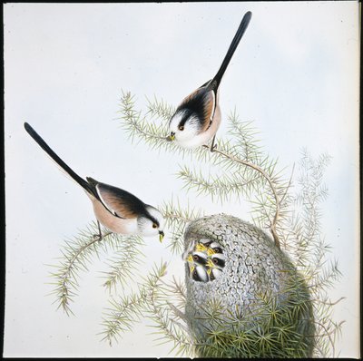 Schwanzmeise (Mecistura Caudata) von John (after) Gould