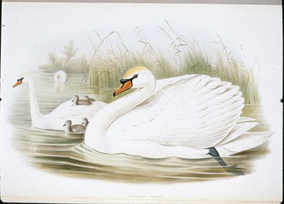 Höckerschwan (Cygnus Olor) von John (after) Gould