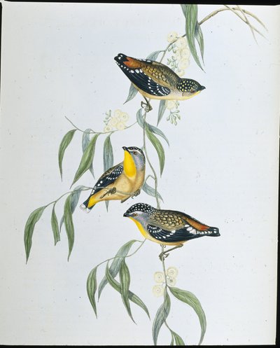 Fleckenpardalote von John (after) Gould