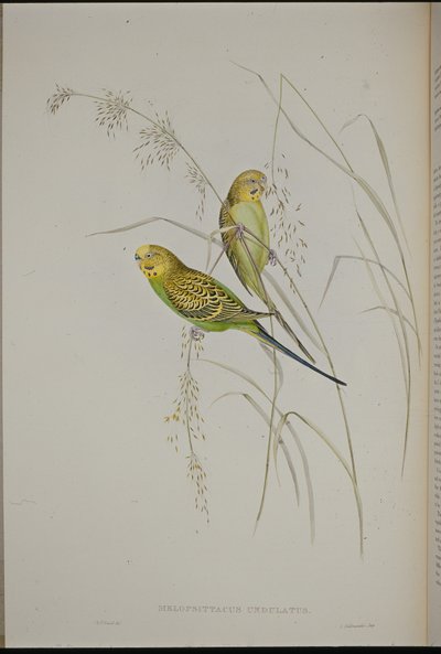 Wellensittich von John (after) Gould