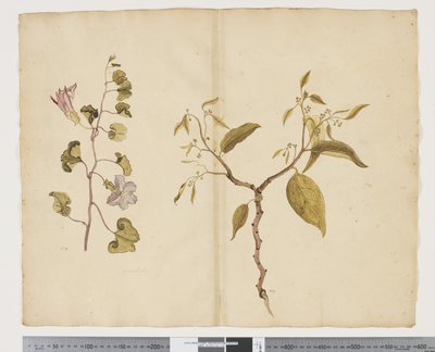 Ipomea Pes; Celtis paniculata von John (attr. to) Doody