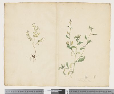 F.25 Euphorbia sparrmannii; Lobelia alata, ca. 1790-95 von John (attr. to) Doody