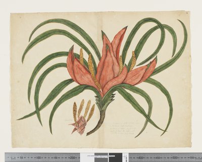 F.36 Freycinetia baueriana, ca. 1790-95 von John (attr. to) Doody