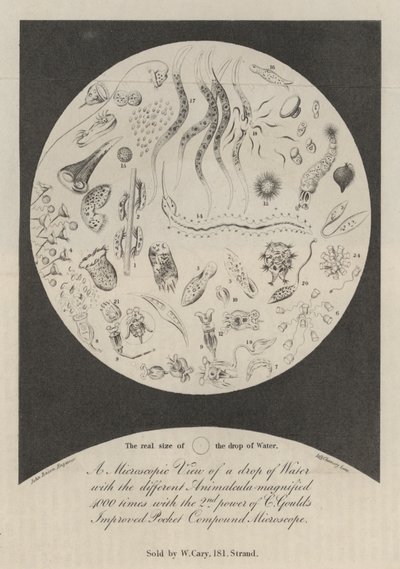 Eine mikroskopische Ansicht eines Wassertropfens von John Bacon