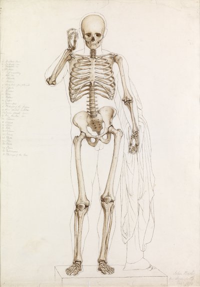 Anatomische Studie: Das menschliche Skelett in Kontrapost, 1870 von John Bathe