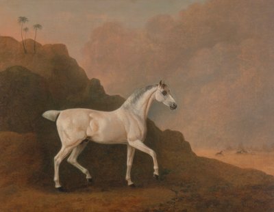Ein grauer arabischer Hengst in einer Wüstenlandschaft von John Boultbee