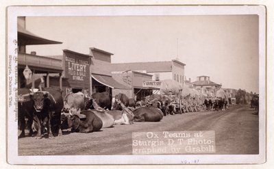 Ochsenkarren in Sturgis, D.T., veröffentlicht 1887 - 1892 (Foto) von John C. H. Grabill