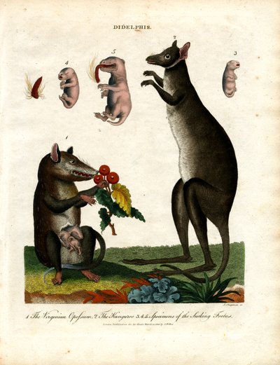 Didelphis (Beuteltiere) von John Chapman