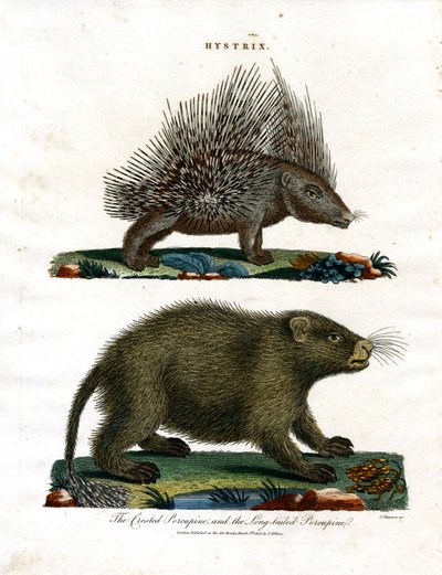 Hystrix (Stachelschweine) von John Chapman