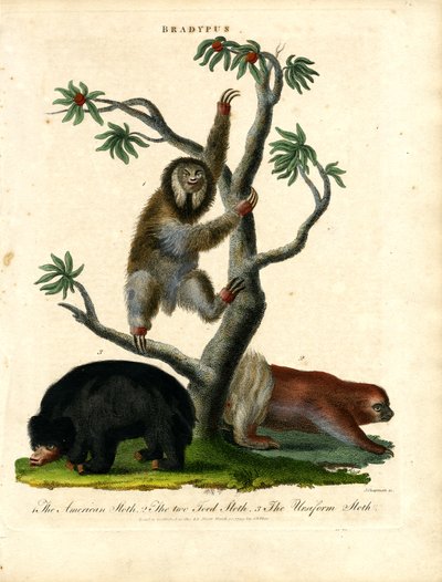 Faultiere - Bradypus von John Chapman